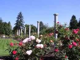 SeaTac Garden roses
