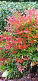 Nandina, qtr vert
