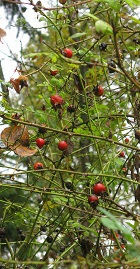 red berries, qtr vertical
