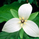 trillium