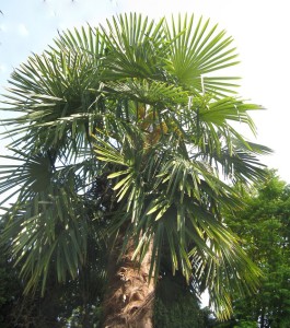 Palm tree crop- Angle Lk