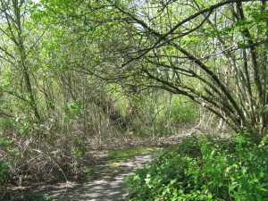 Forest just minutes from the runway.