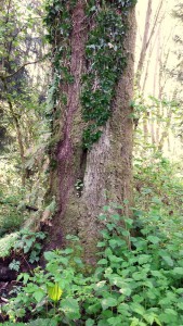 Walker Preserve-ivy tree