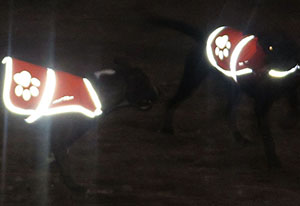 SafetyPUP-XD-Blaze-Orange-Reflective-Dog-Vest-night-vision