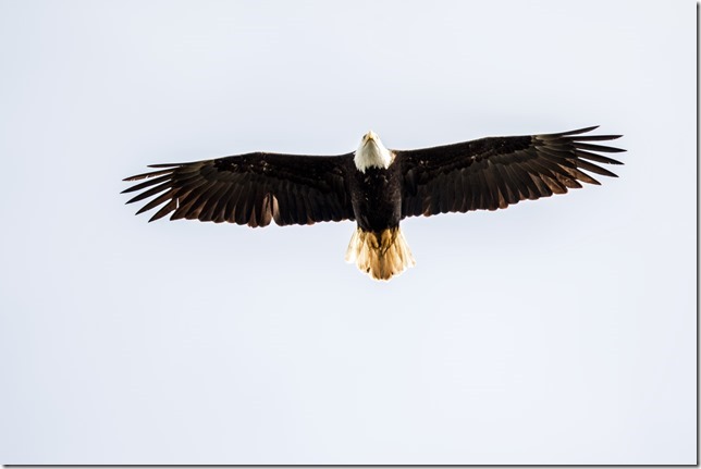 Bald eagle, Three Tree Point. (Elston Hill)