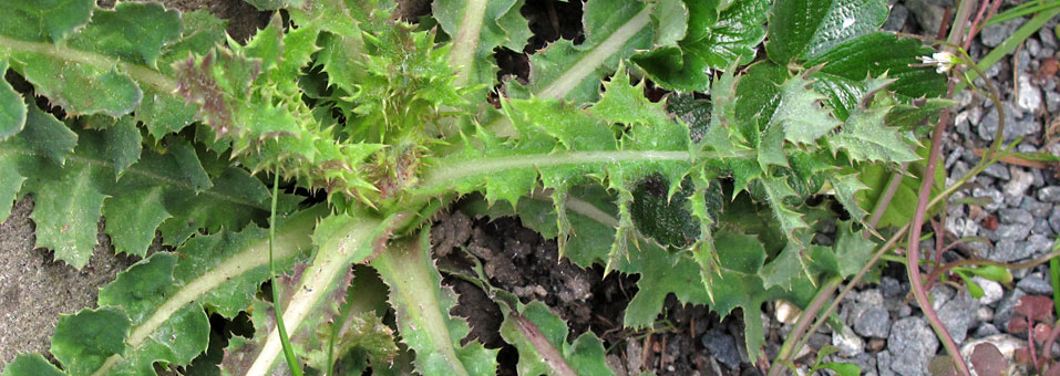 Nibbling on Hairy Cat’s Ears and Horsetails