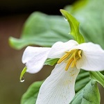 Spring Jewels on WABI Walk in Miller Preserve