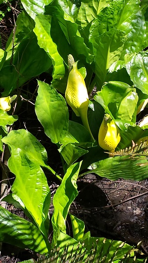WABI Weekday Walk, Nature Trails Park, April 20, 9 am