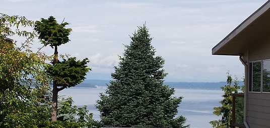 Find Burien’s highest Christmas tree! WABI walk, 12/16, 9 am