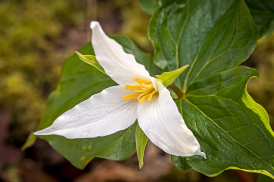 YES! The trilliums are out!